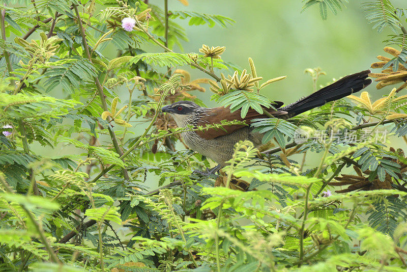 White-browed Coucal